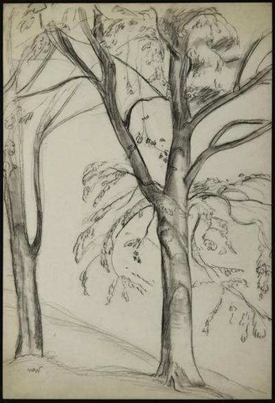 Drzewa w pałacowym parku w Puławach, 1918