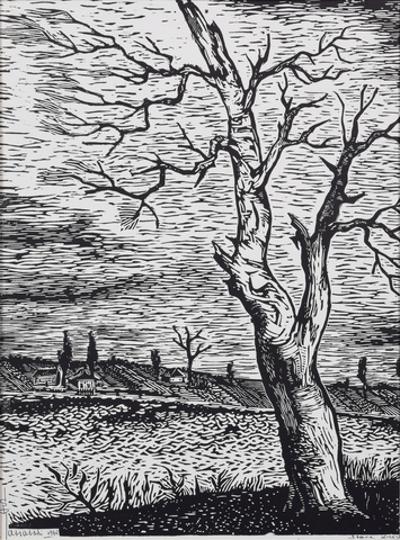 Stare drzewo, 1962