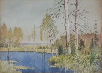 Okolice Żarnowca - brzozy