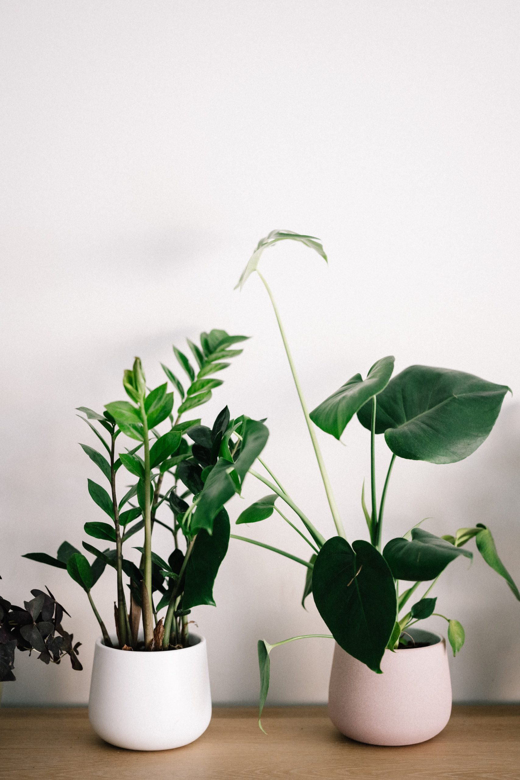 איך לעצב את הבית בעזרת צמחים מלאכותיים?