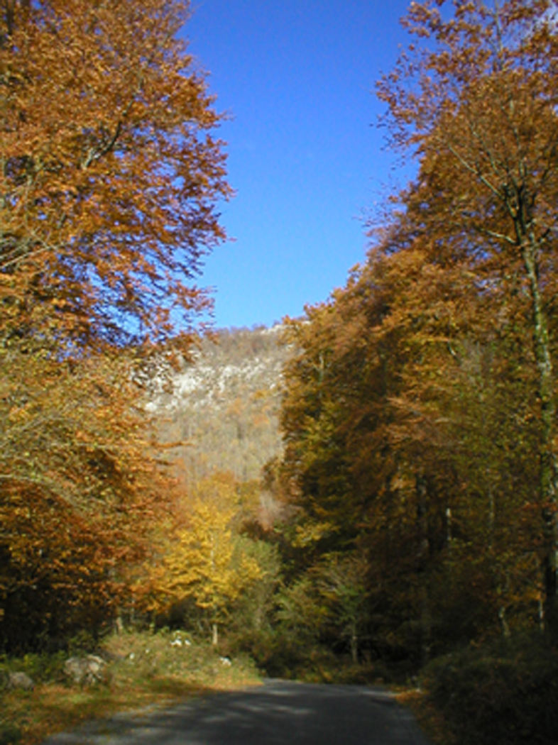 Ahusquy Forêt en Automne