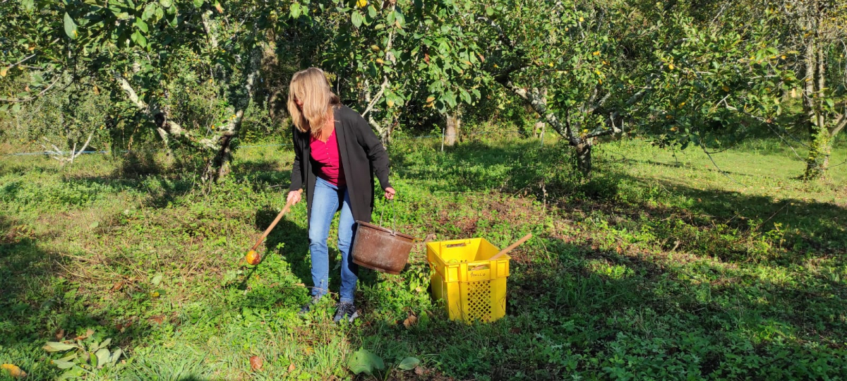 Ramassage des pommes à la main.jpg