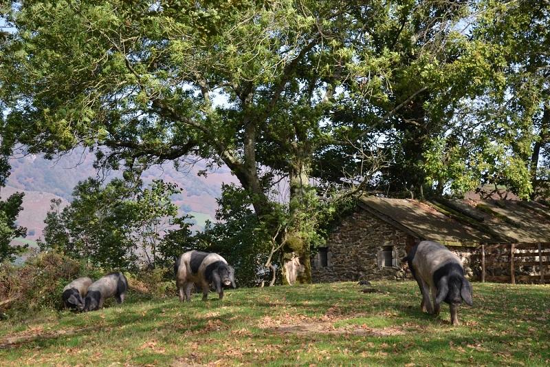 Le Porc Basque Kintoa à La Fête de la Vache Nantaise