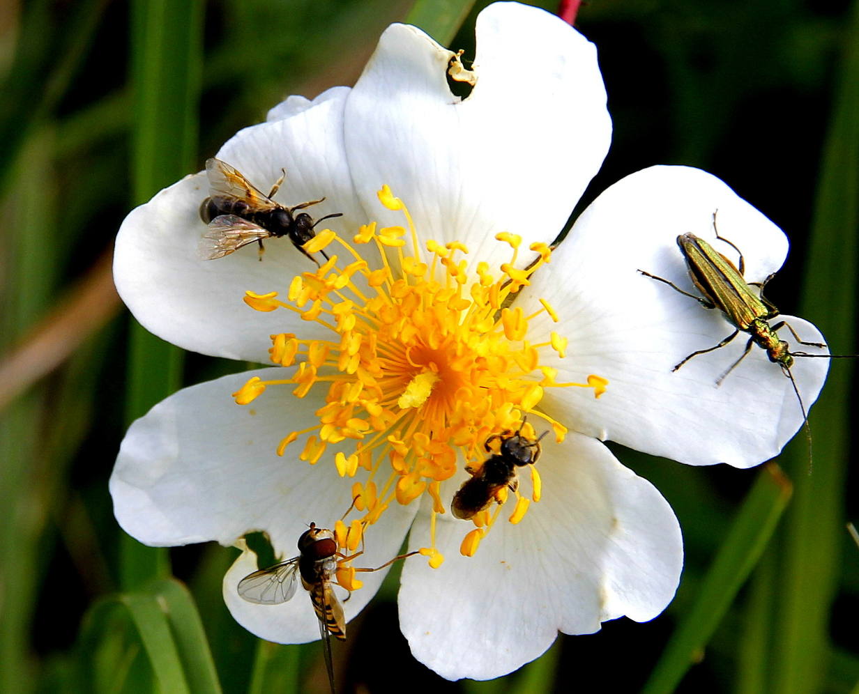 Maison de la Corniche basque : abeilles, pollinisateurs et pesticides