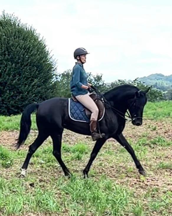 Chronique cavalière, de crin et de cuir, par Véronique de Certaines