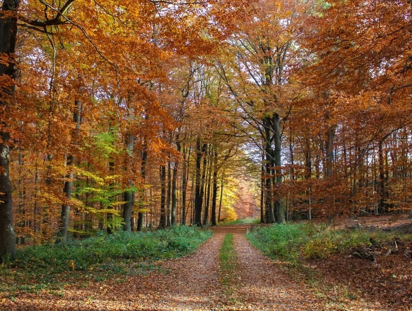 Saint-Jean-de-Luz : "La forêt qui nous entoure" par Antoine Goicoechea à l'UTL