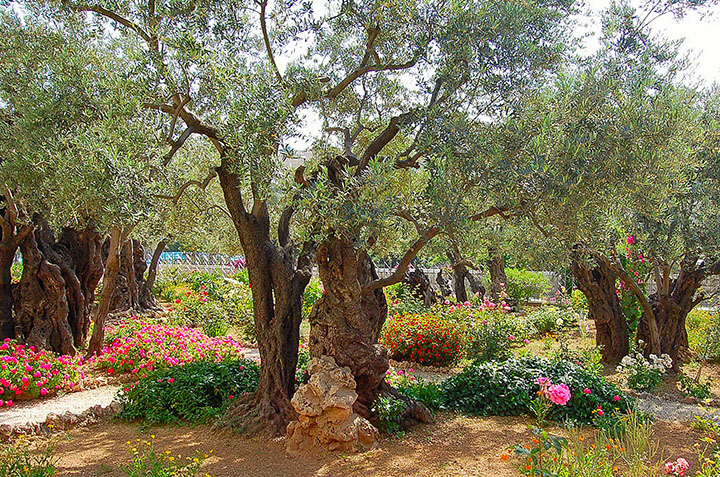 Gethsémani, jardin de la croix du vendredi pascal