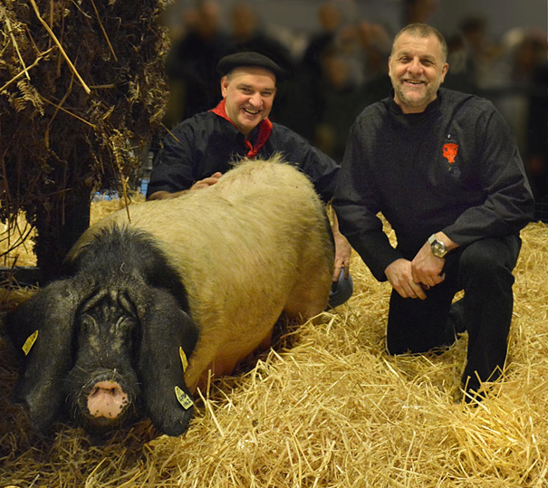 Salon de l’agriculture : suivez les bœufs gras… Et le porc Kintoa de Pierre Oteiza !