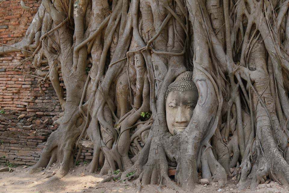 Ayuttaya, le Bouddha emprisonné