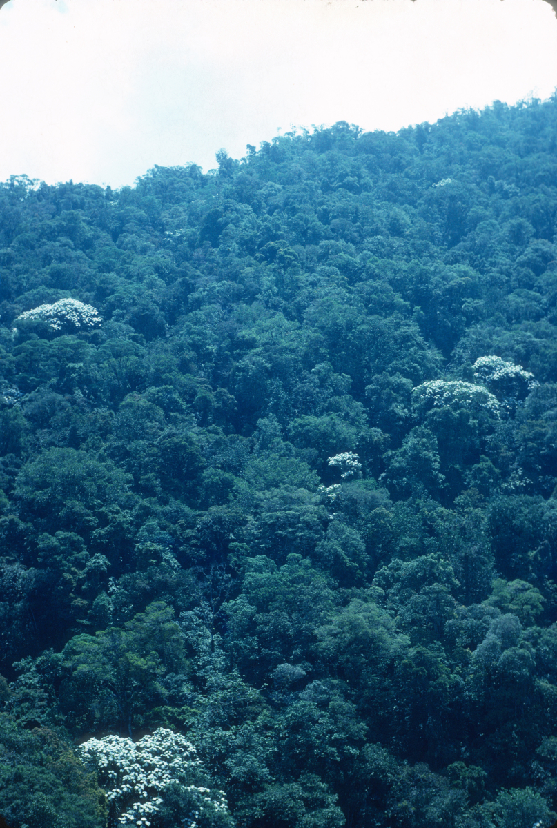 Venezuela,survol en téléphérique de la forêt primitive, région de Mérida dans les Andes.jpg