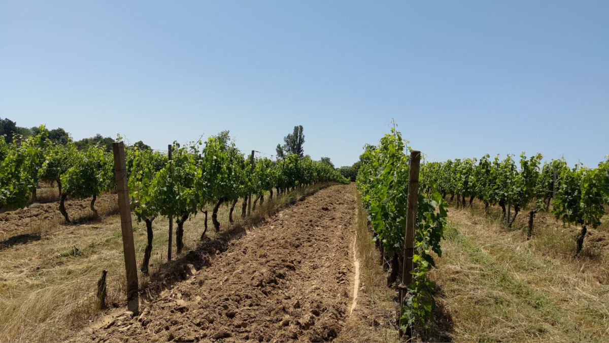 Indemne des récentes intempéries, le vignoble château Miller La Cerda se porte au mieux !