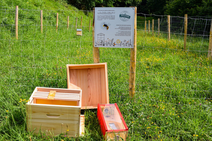Hendaye : sauvegarder l’abeille noire !