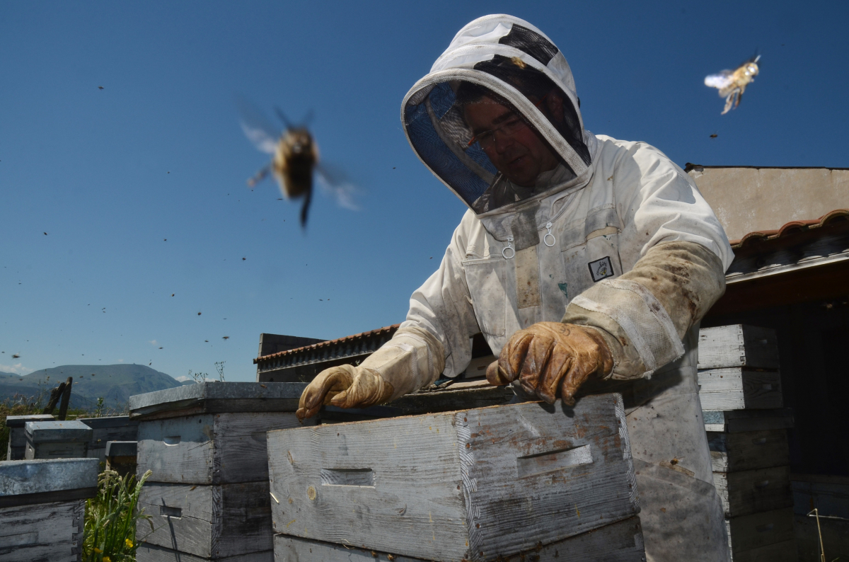 Saint-Jean-de-Luz : l’abeille noire du Pays Basque à l’honneur