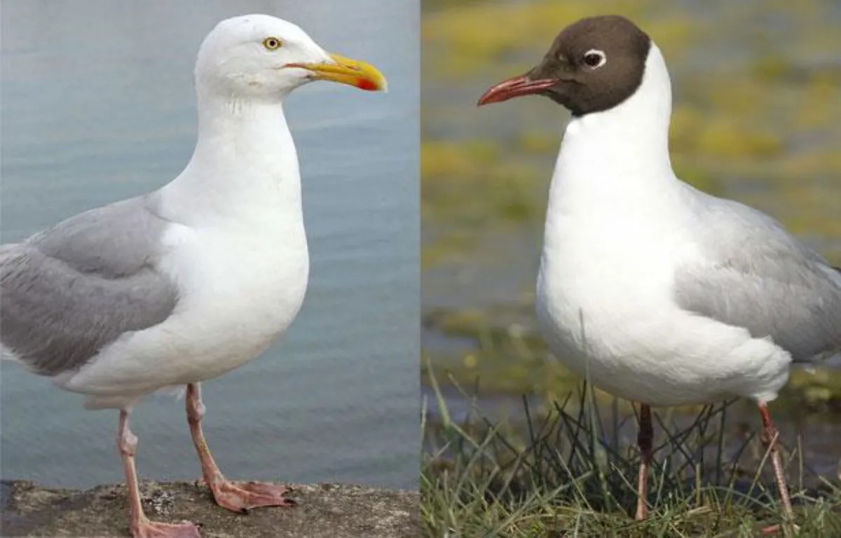 Goélands et mouettes