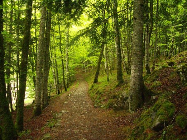 Un diagnostic de santé sur la forêt française