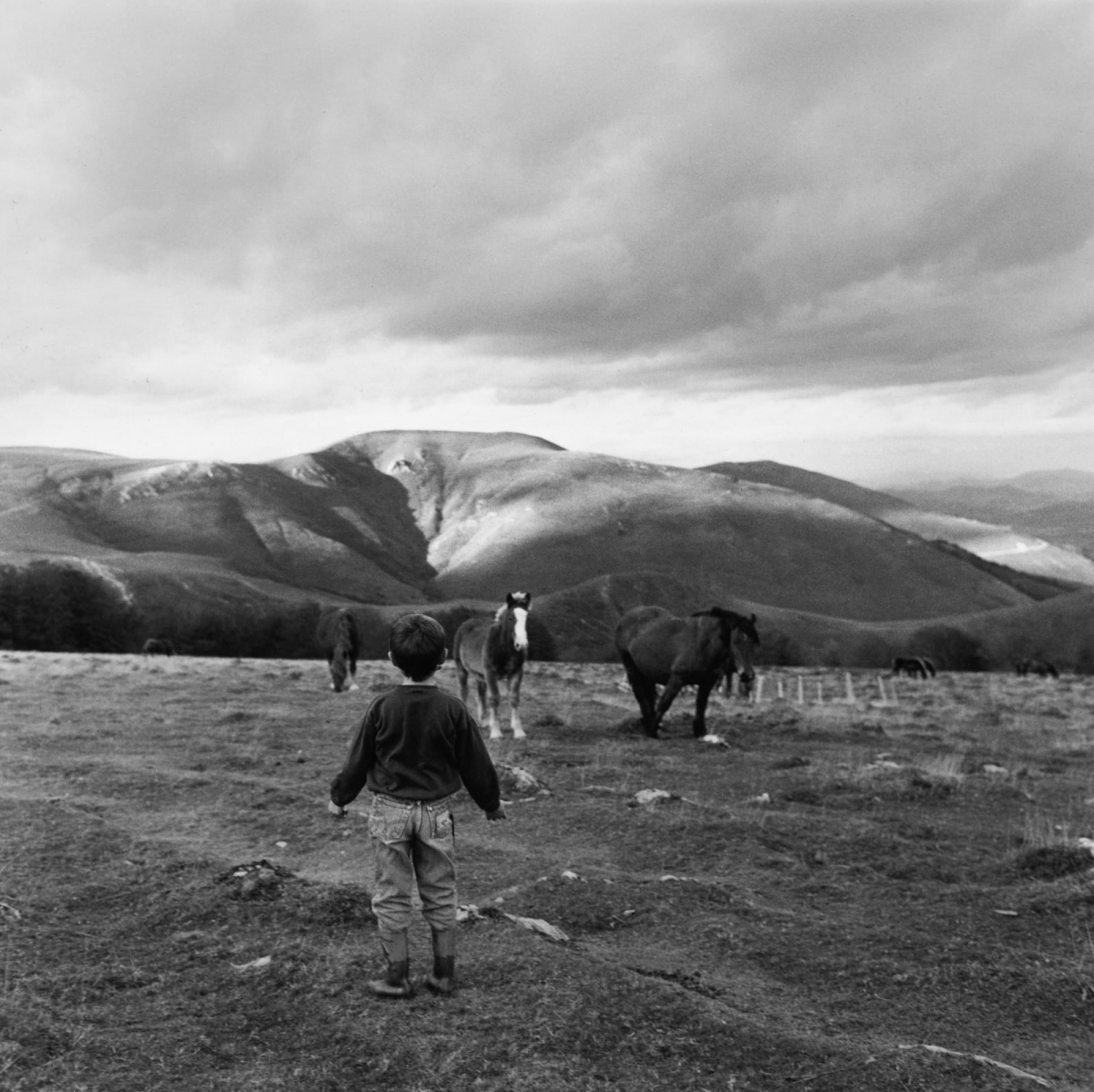 galeriecl-mentinedelaf-ronni-re-anne-rearick-horses-ch-teau-pignon-saint-michel-france-1991.jpg