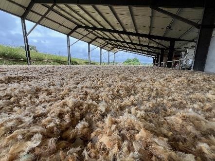 De nouveaux débouchés pour la laine de brebis