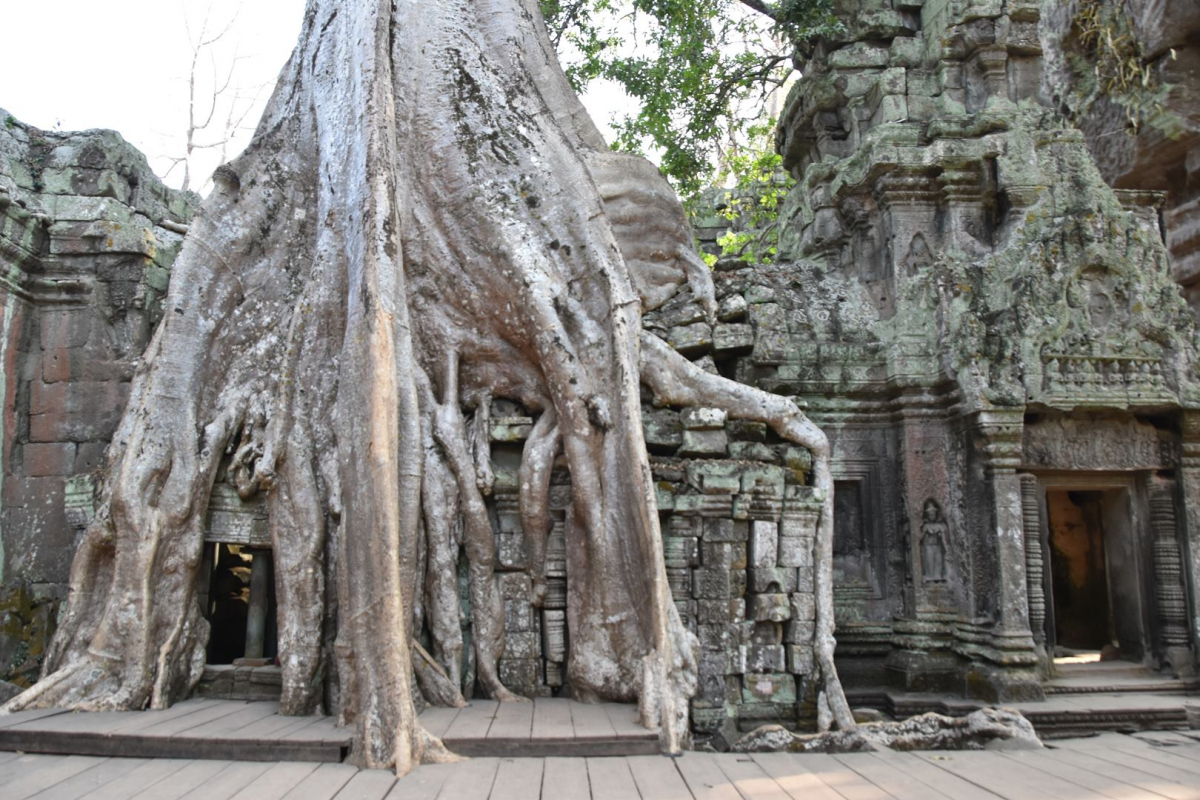 Cambodge_2023_5_région Siem Reap & Angkor_la végétation a repris ses droits.jpg