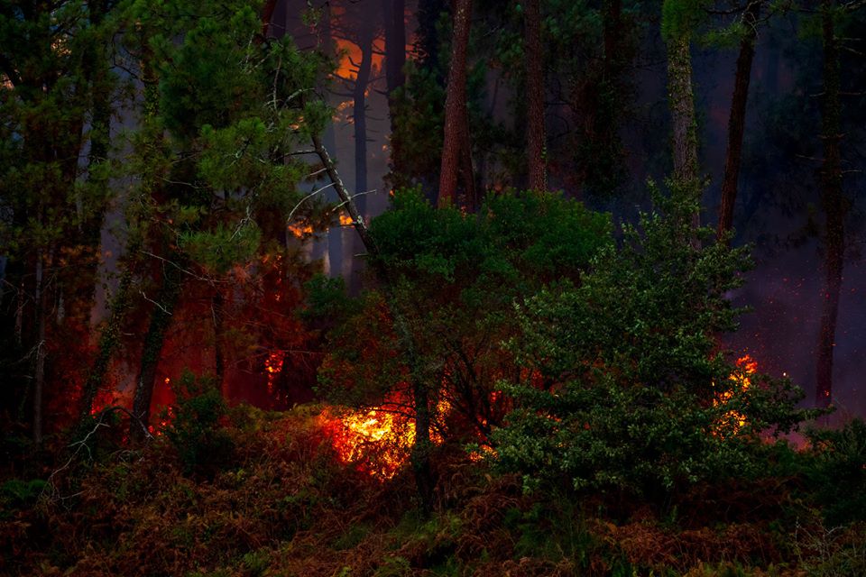 Chiberta : Pignada en flammes... Mais, « notre belle forêt renaîtra » !