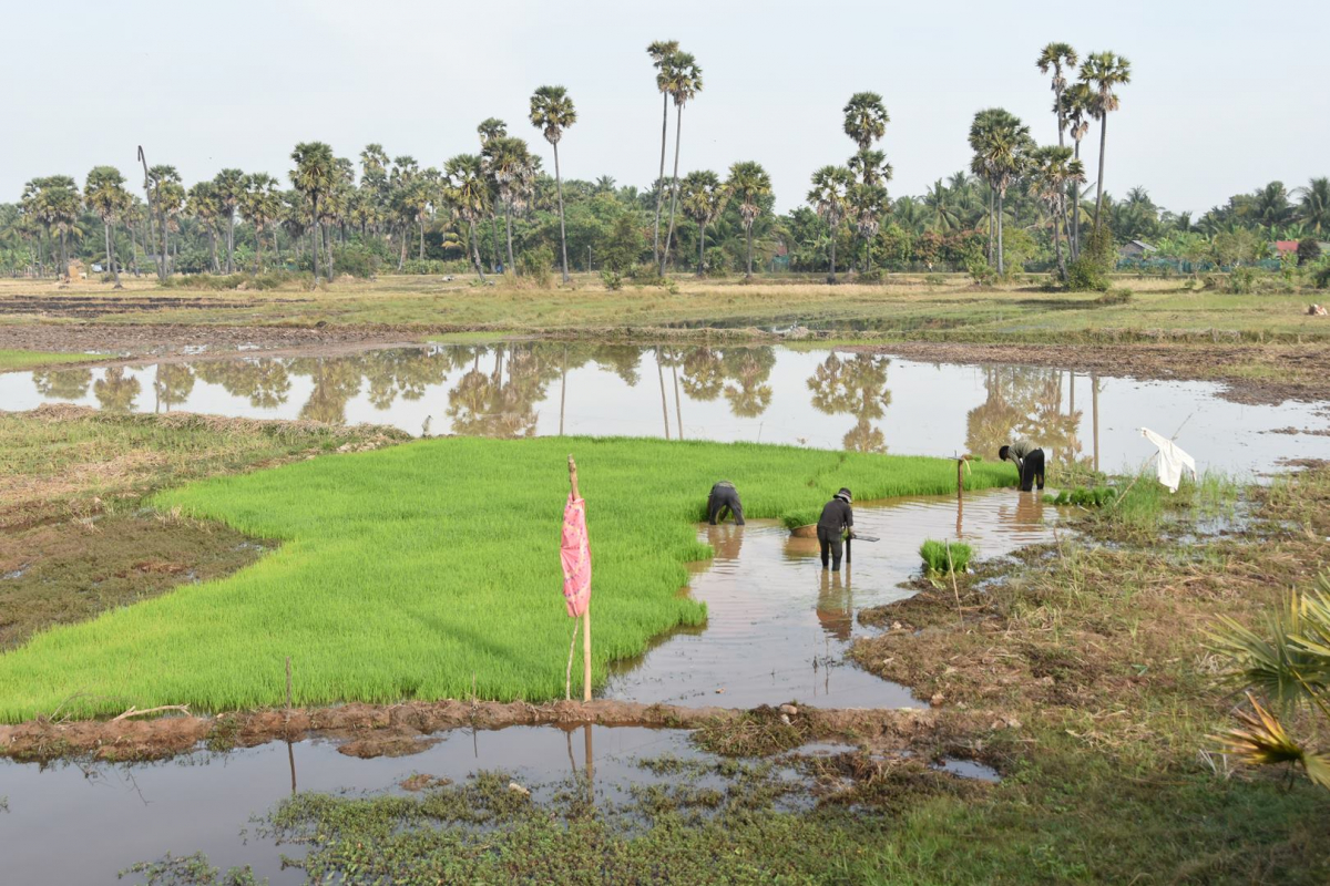 Cambodge_2023_4_travaux dans les rizières.jpg