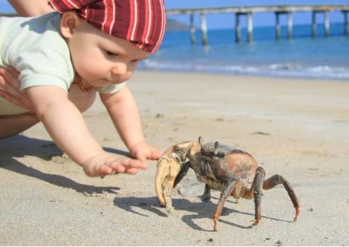 Les mamans crabes