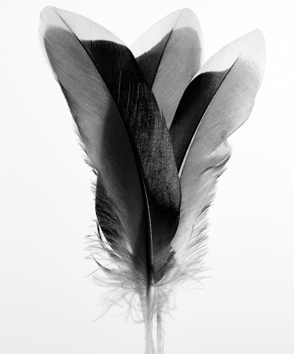 2 PLumes de Patrick Borie-Duclaud.jpg