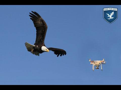 Drones baladeurs : des aigles utilisés pour dégager les aéroports ?