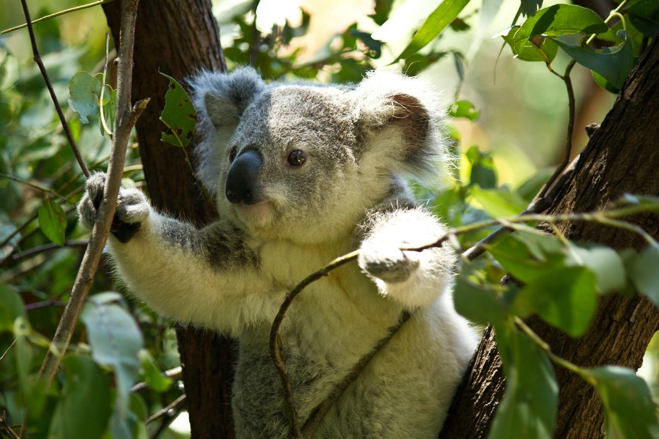 L'université de Queensland a étudié la population des koalas.