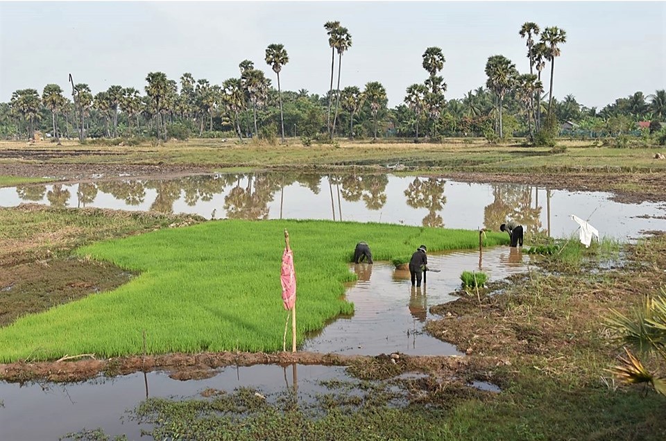 Cambodge_2023_4_travaux dans les rizières.jpg