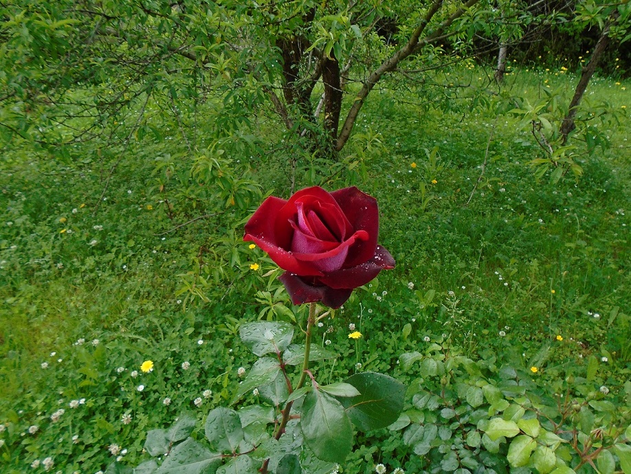 Une rose pour Grand Mère.jpg