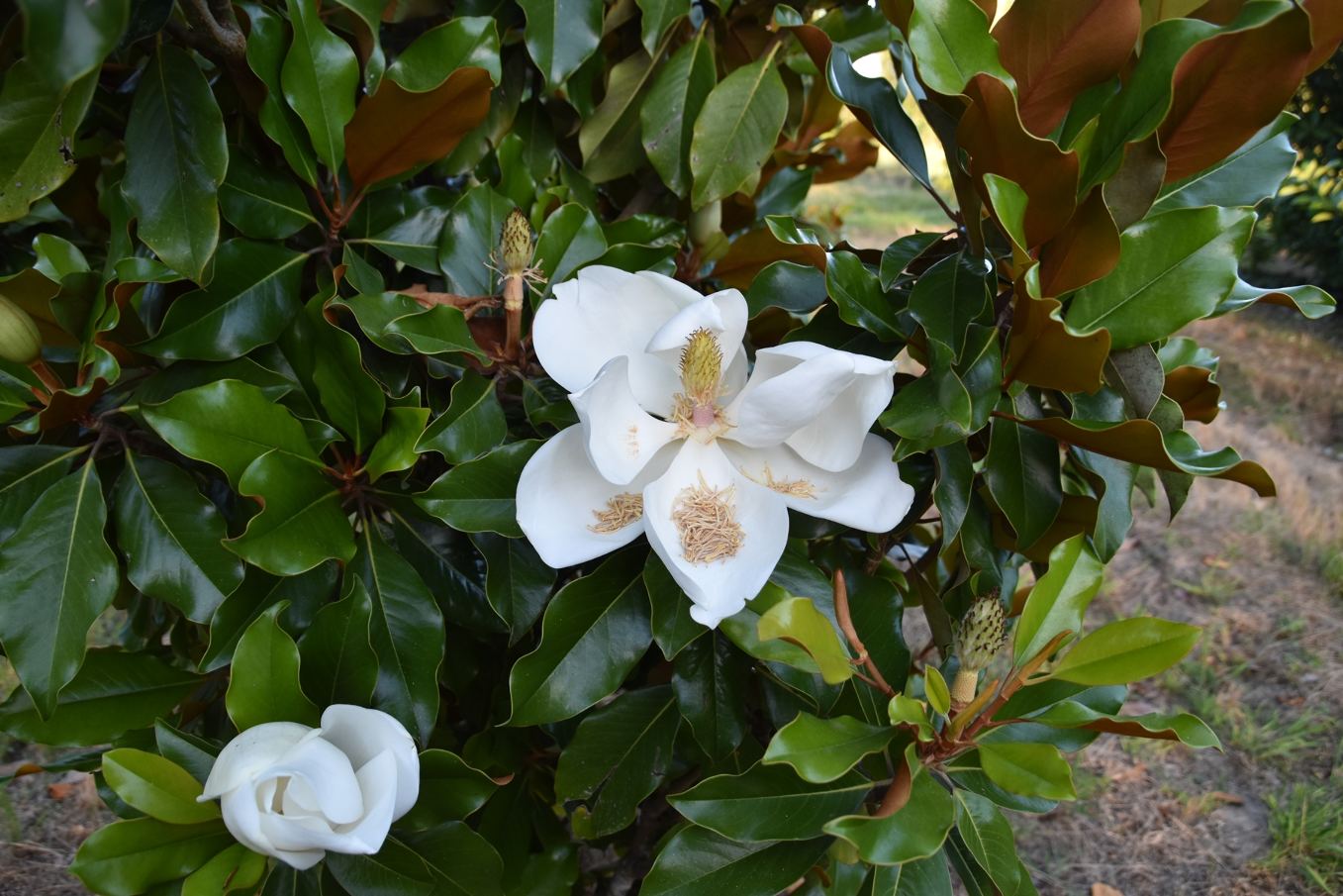 Fleur de cette variété de magnolia
