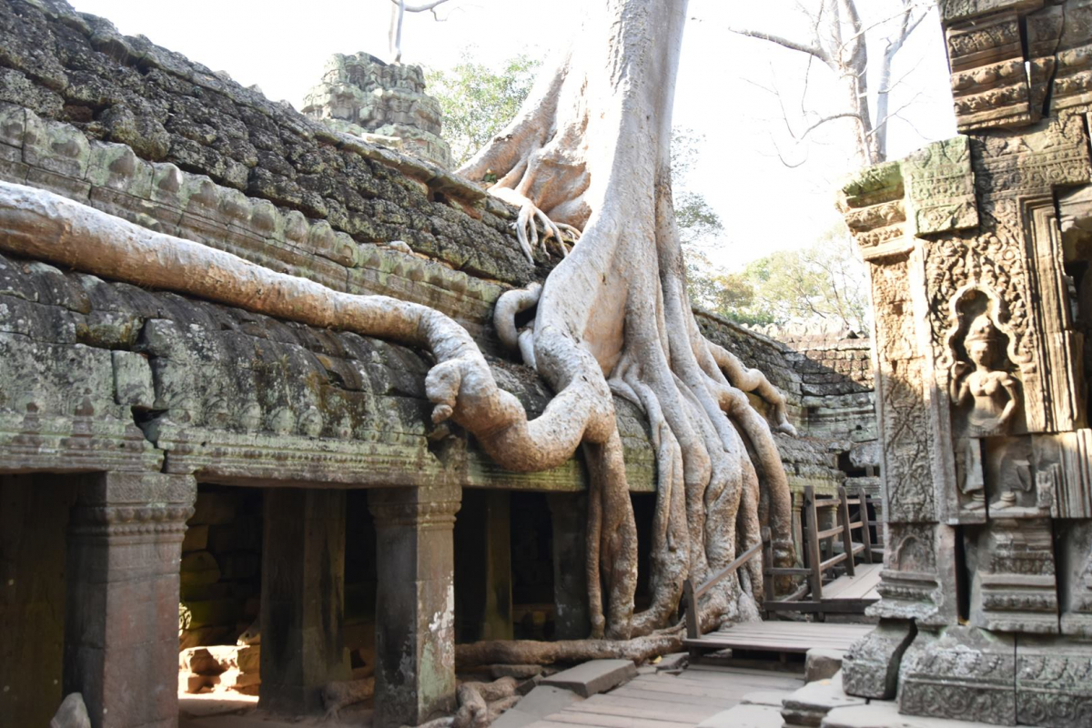 Cambodge_2023_6_région Siem Reap & Angkor_la végétation a repris ses droits.jpg