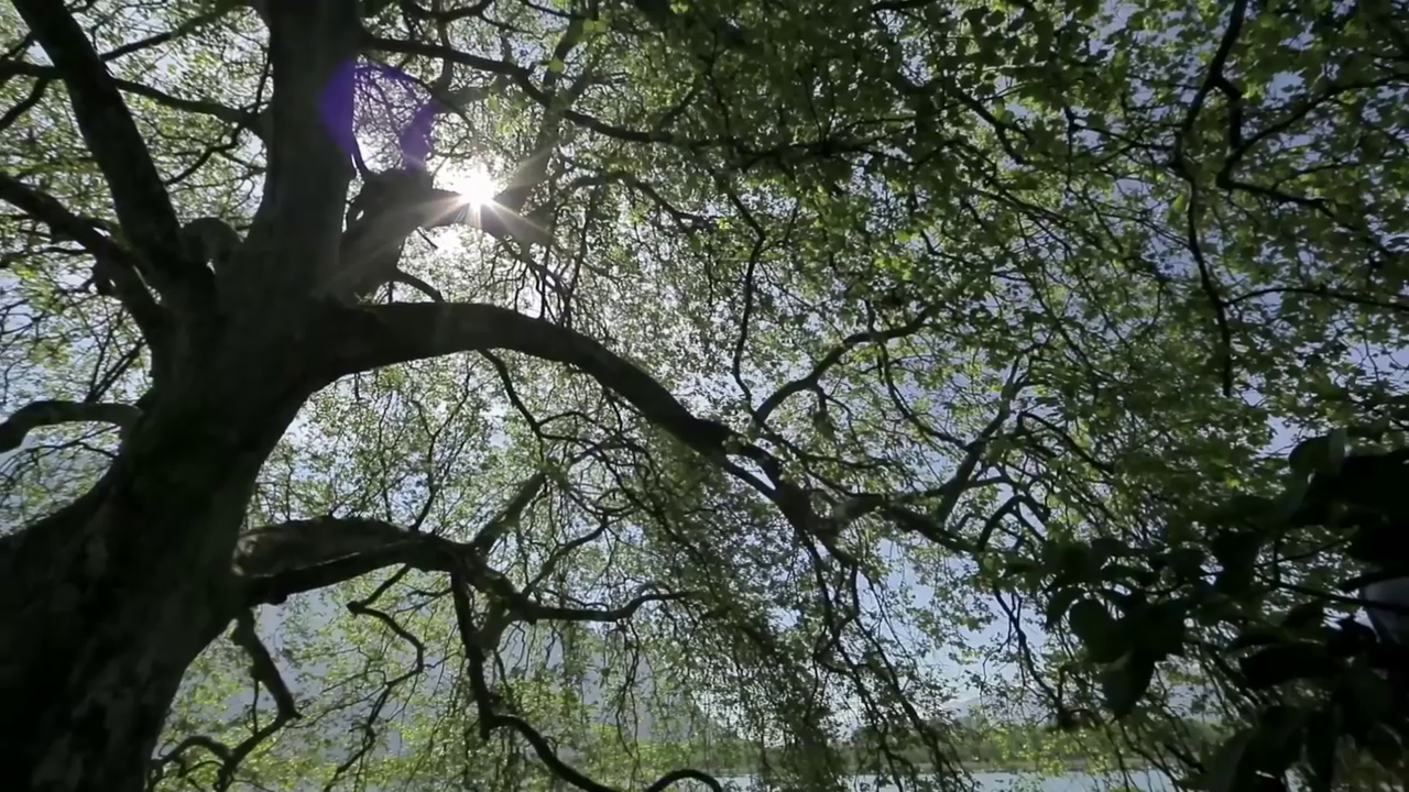 Suisse : le platane de l’île de Peilz (capture d'écran de la vidéo)