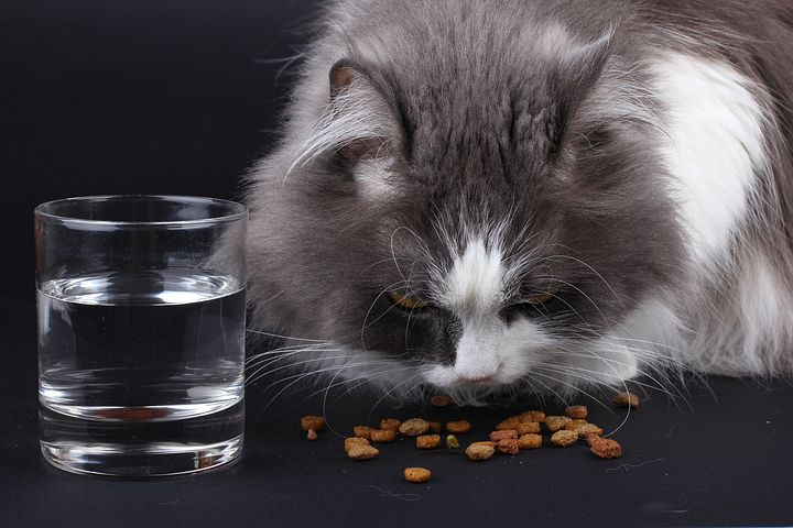 איך בוחרים מזון לחתולים?