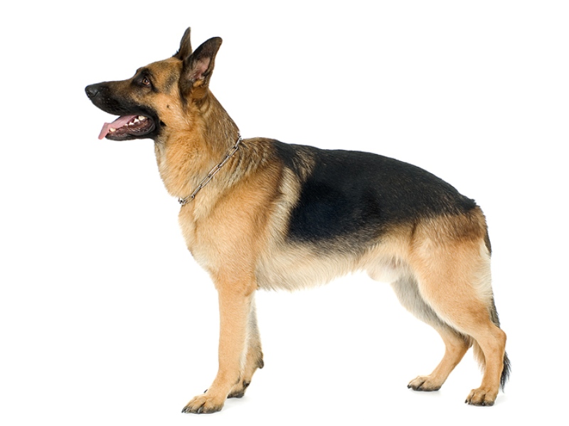 מה אומר החוק על פיצוי על נשיכת כלב?