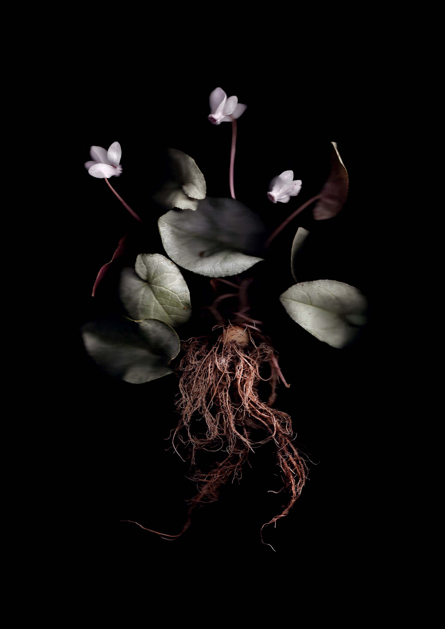 Photograph of a cyclamen, showing the full plant with the roots, on a black background
