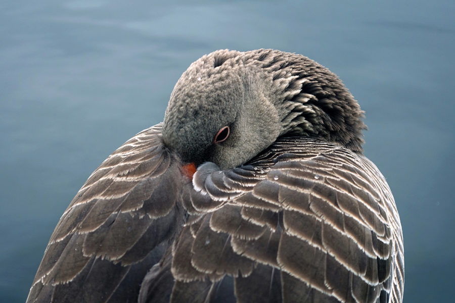 Close up of a goose with its beak in its down