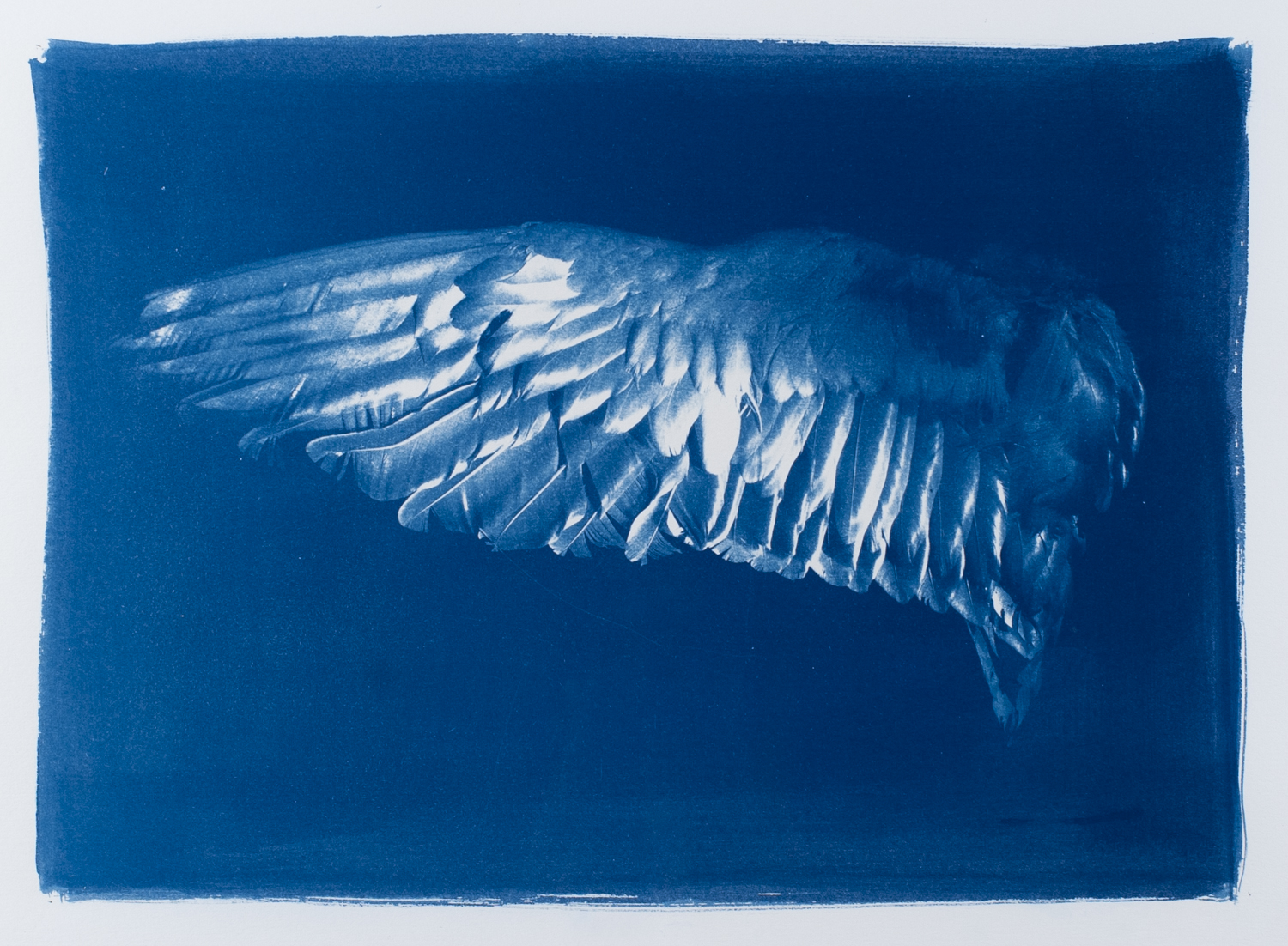 Cyanotype print of an outstretched wing of a bird. The species is unknown, as the museumspecimen that was photographed was not labelled.