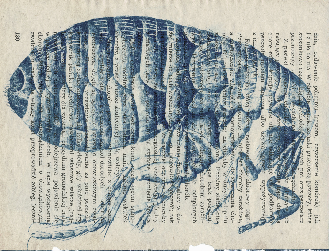 Kuca_The_Plague0 2 Cyanotype print of Bubonic Plague flea, illustration ...
