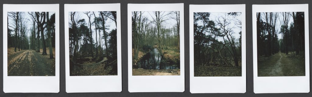 5 instax polaroids with landscape in woods