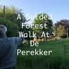A Guided Forest Walk At De Perekker