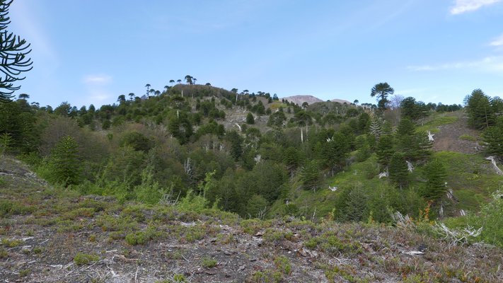 Línea de árboles de araucaria en Bosque Pehuén