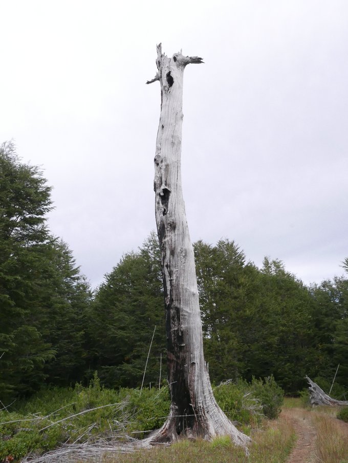 Un árbol de araucania que fue impactado por el relámpago