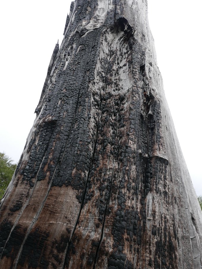 Un árbol de araucania con madera carbonizada.