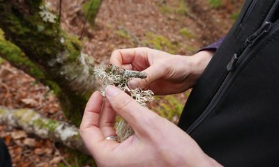 Regeneración de la selva tropical en beneficio de las comunidades y el hábitat en el oeste de Escocia