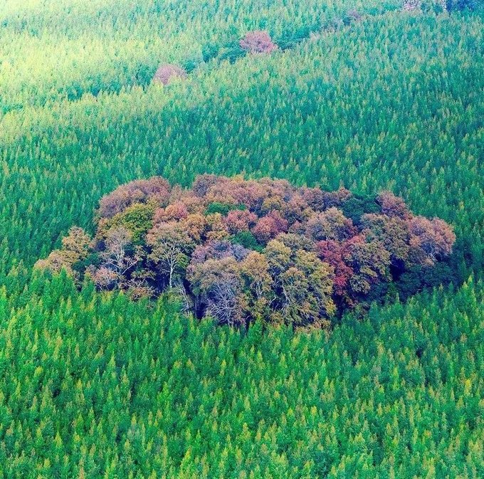 ”El monocultivo forestal pone en riesgo a nuestros ecosistemas”.