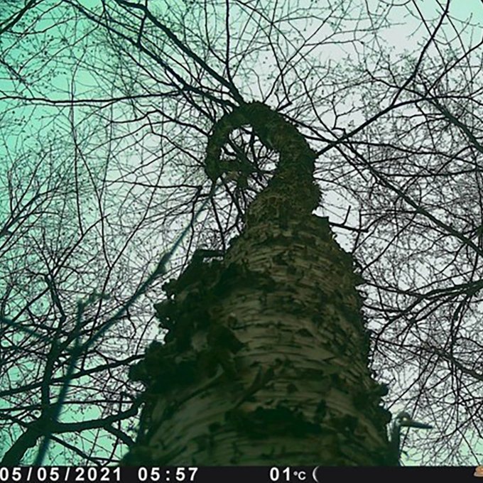 Timelapse image of a Yellow Birch Tree