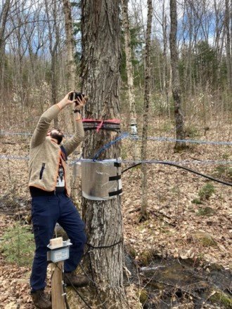 placing timelapse camera on a tree