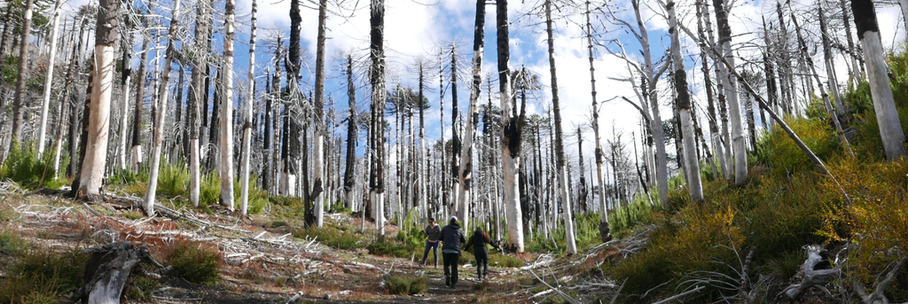 fireecologies_part3.1_fuentes_l1130132