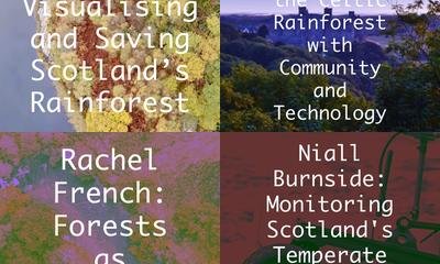 Rainforest Regeneration